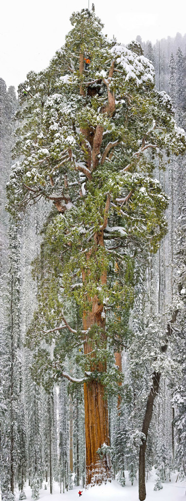 sequoia-california