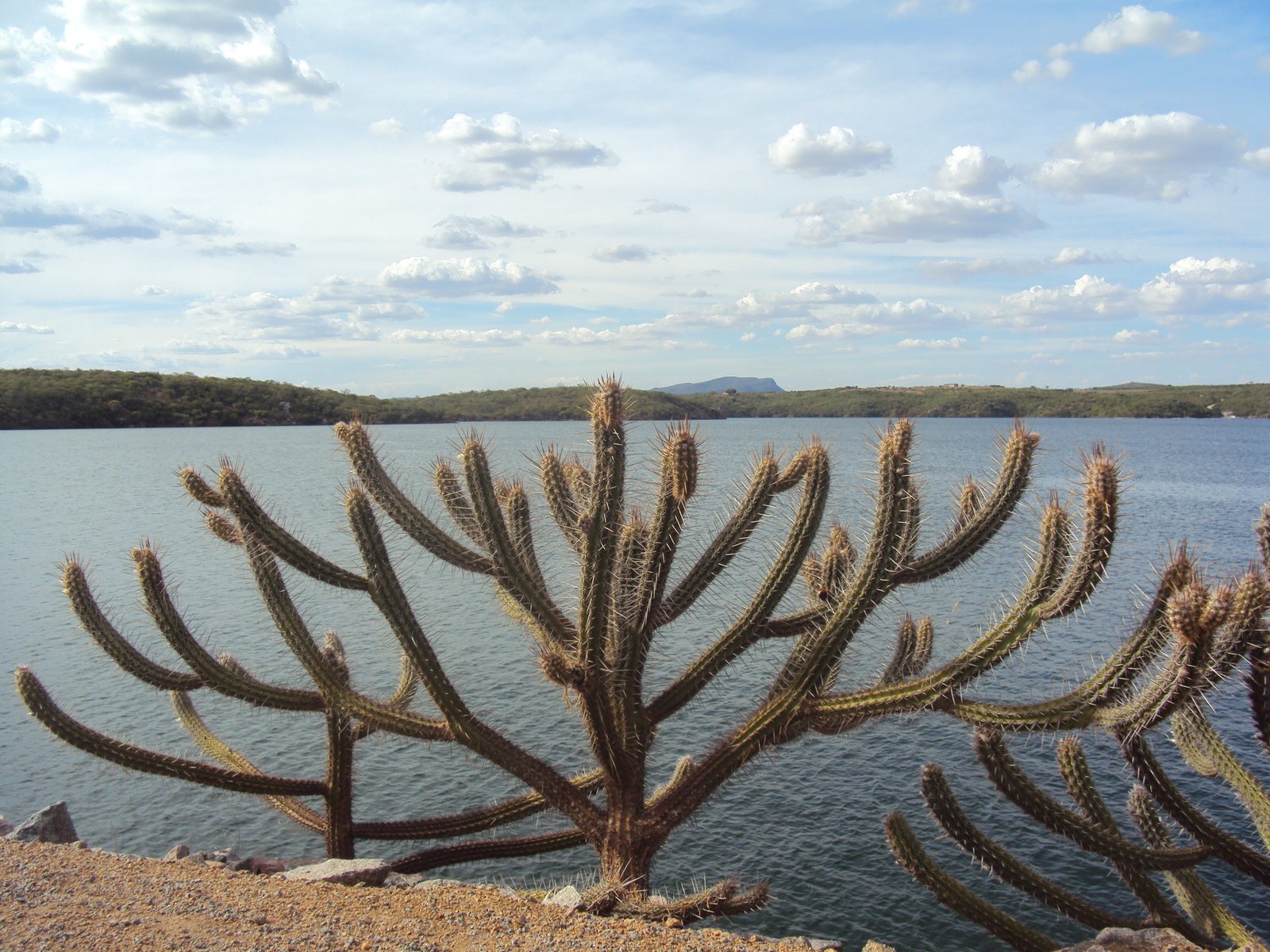 Rio São Francisco une histórias do cangaço, realeza portuguesa e turismo ecológico