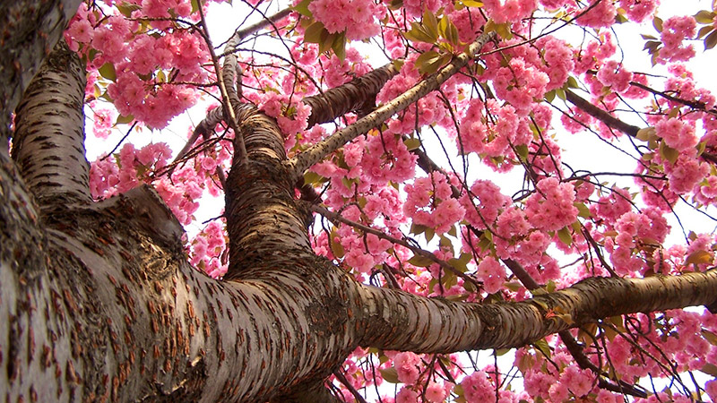 arvore-sakura-cerejeira