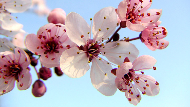 cerejeira-sakura