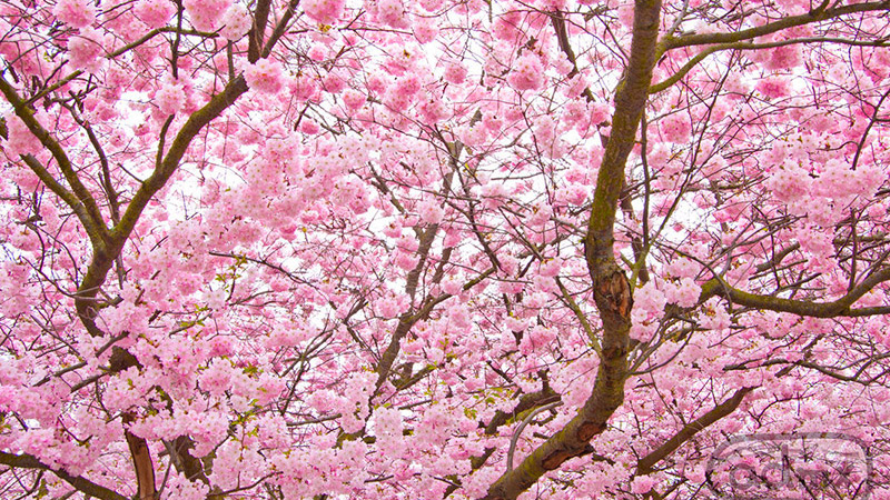 flores-cerejeira