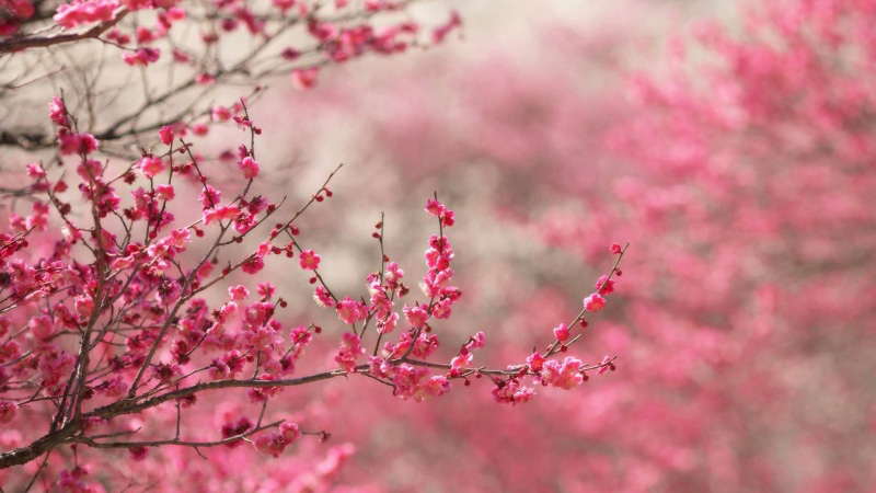 sakura-cerejeira