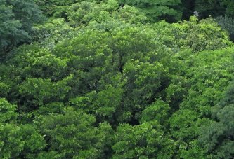 No Dia da Árvore, plante uma ideia sustentável