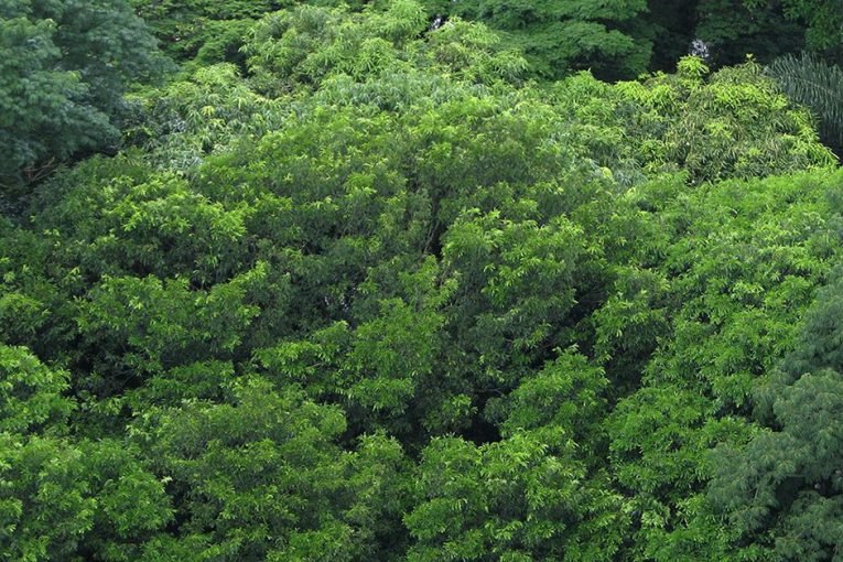 No Dia da Árvore, plante uma ideia sustentável