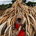 Alerta máximo para o tráfico de marfim na África