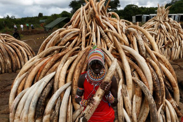 Alerta máximo para o tráfico de marfim na África