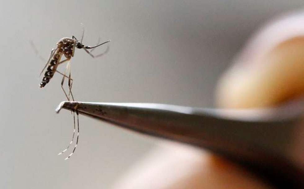 O Zika e o Cientista