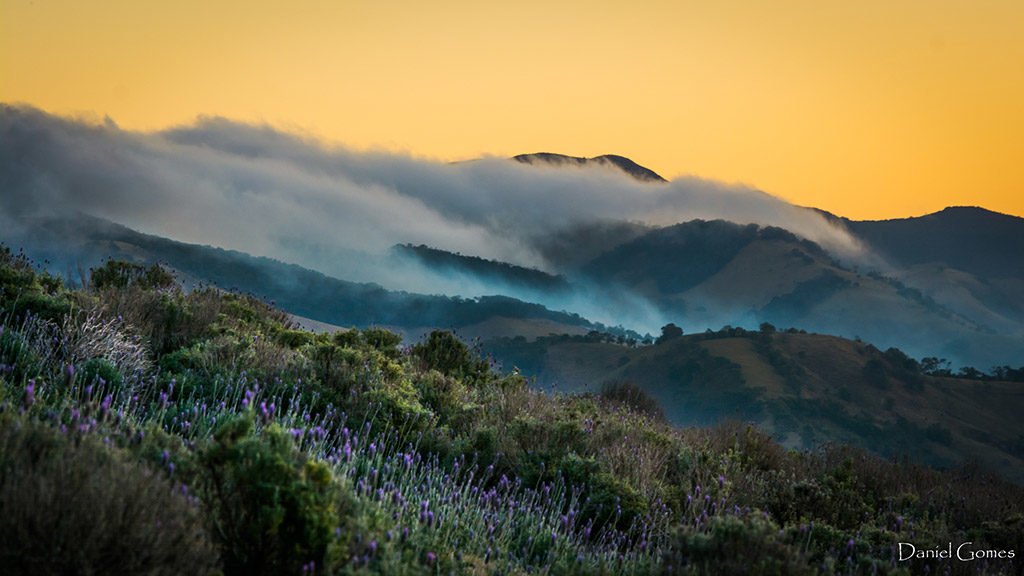 Daniel da Costa Gomes 2