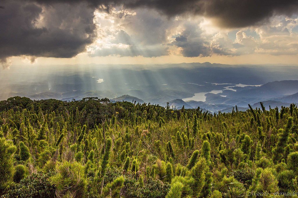 Marcelo da Silva Fernandes