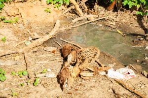 Riacho Tué em Ribeira do Pombal -BA pede socorro.