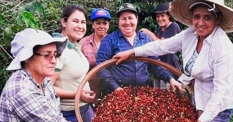 O Café das Mulheres do Paraná