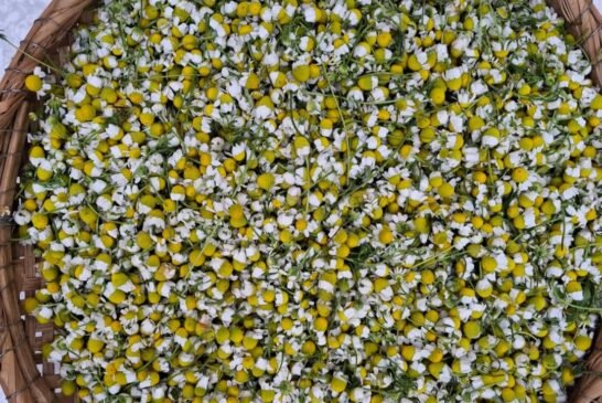 Camomilas frescas e camomilas secas na sombra!Palmito Real da Mantiqueira!Preciosidades hoje aq