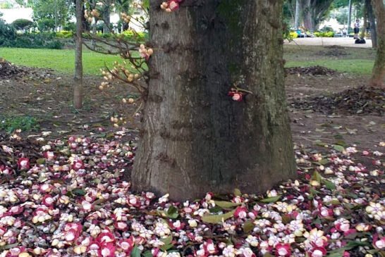 abricomacaco1-georgesk