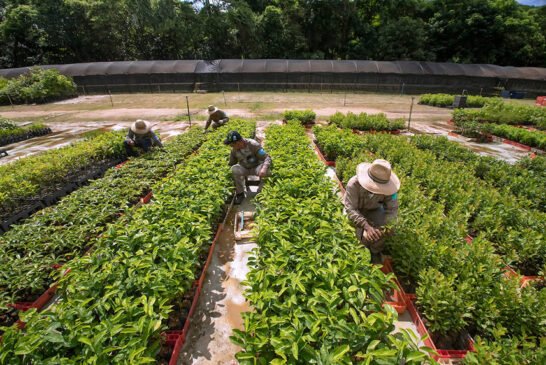 Aimores_2020-Leonardo_Mercon