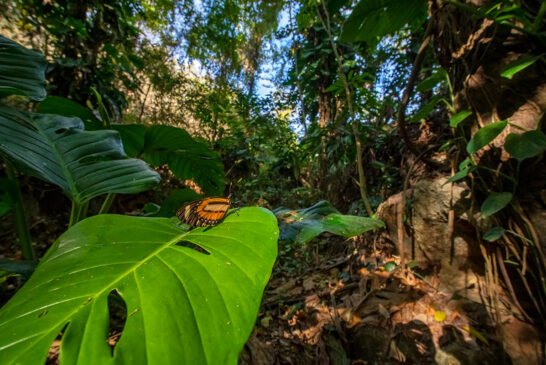 InstitutoTerra-2021-LeonardoMercon