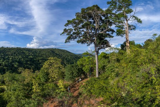 InstitutoTerra_2020-LeonardoMercon
