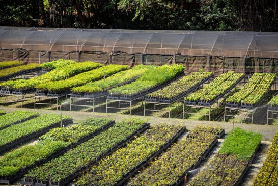 InstitutoTerra_LucasBarcelos-090