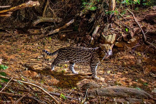 SelvagemFelino-InstitutoTerra_2021-LeonardoMercon