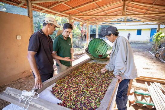 TerraDoce_SementeCafe_2024_JovanderPito_01