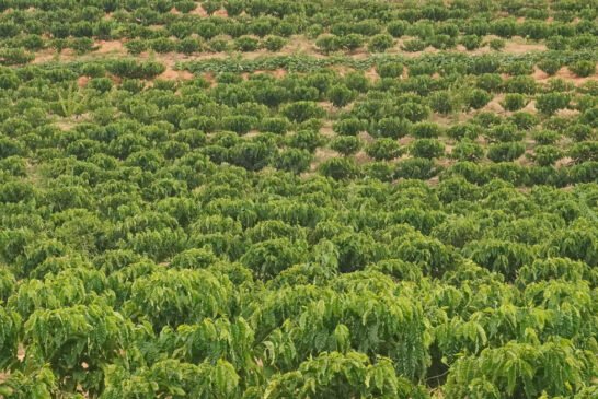 arvores-2022_CassioVasconcellos_08