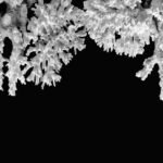 Corais ameaçados: a febre do oceano e a morte da cor