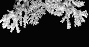 Corais ameaçados: a febre do oceano e a morte da cor