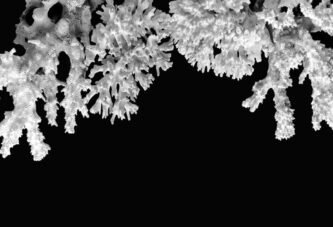 Corais ameaçados: a febre do oceano e a morte da cor