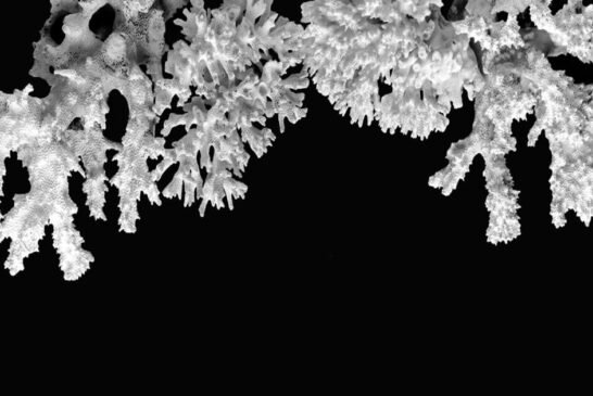 Corais ameaçados: a febre do oceano e a morte da cor