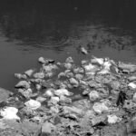 33 milhões sem água potável em um país de rios gigantes