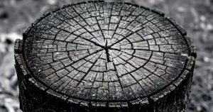 O desmatamento muda de fronteira: Cerrado supera Amazônia em 2026