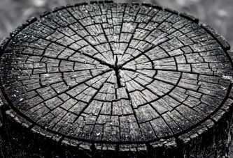 O desmatamento muda de fronteira: Cerrado supera Amazônia em 2026