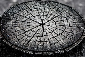 O desmatamento muda de fronteira: Cerrado supera Amazônia em 2026