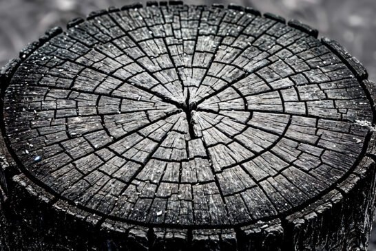 O desmatamento muda de fronteira: Cerrado supera Amazônia em 2026