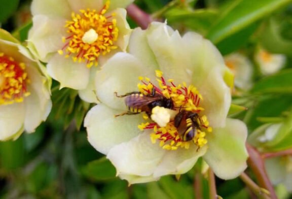 A delicada engenharia que sustenta a vida